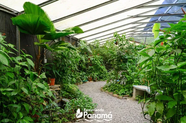 Butterfly Haven