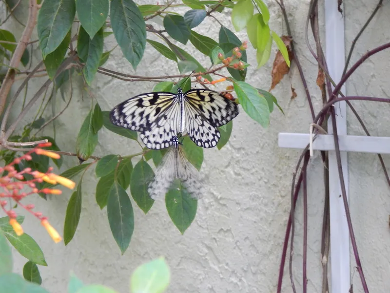 Butterfly World