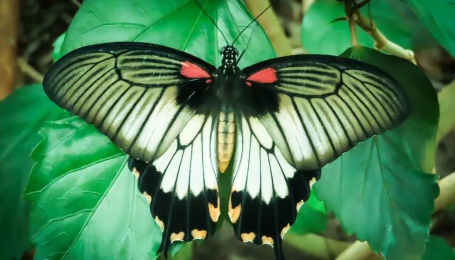 Butterfly World