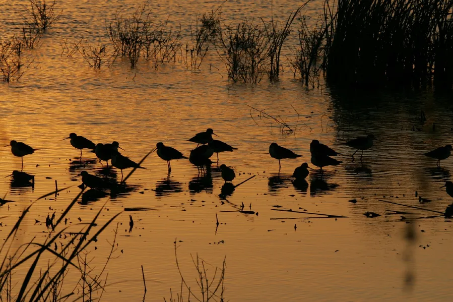 Buttertubs Marsh Bird Sanctuary