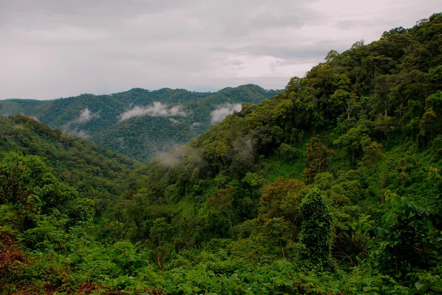 Bwindi Bar