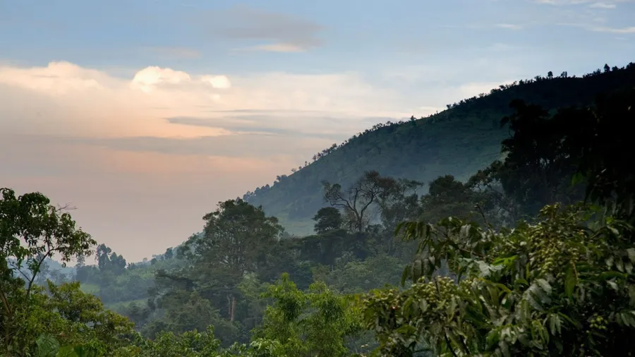 Bwindi Impenetrable Forest