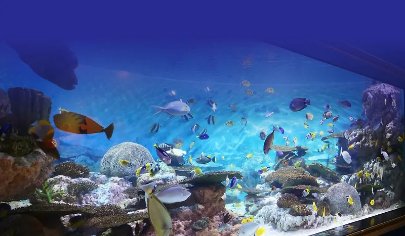 COEX Aquarium