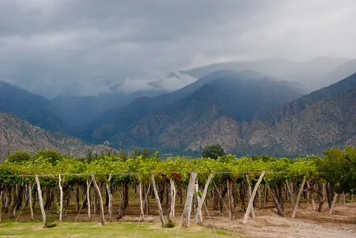 Cafayate Vineyards