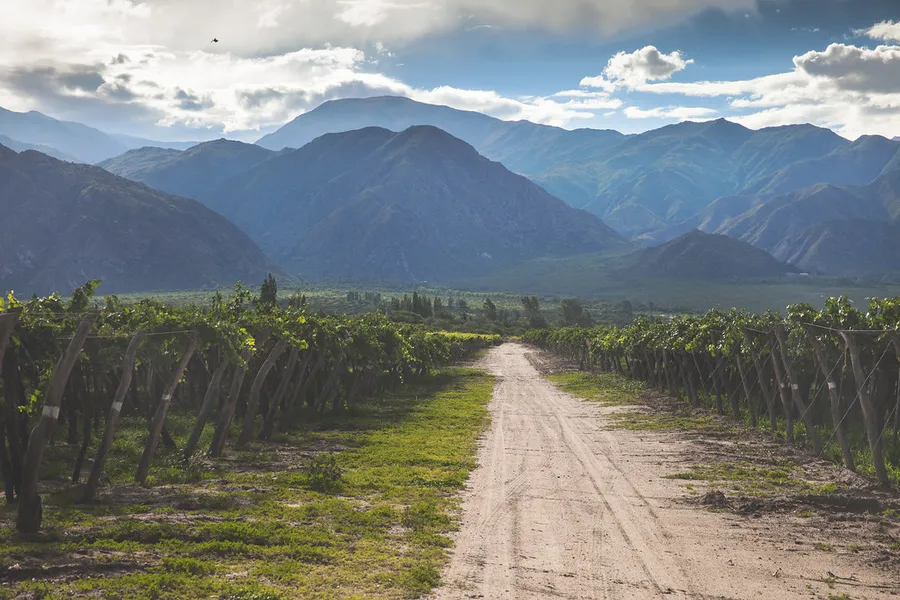 Cafayate Wine Region