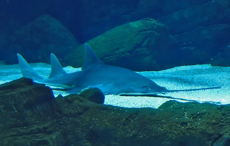 Cairns Aquarium
