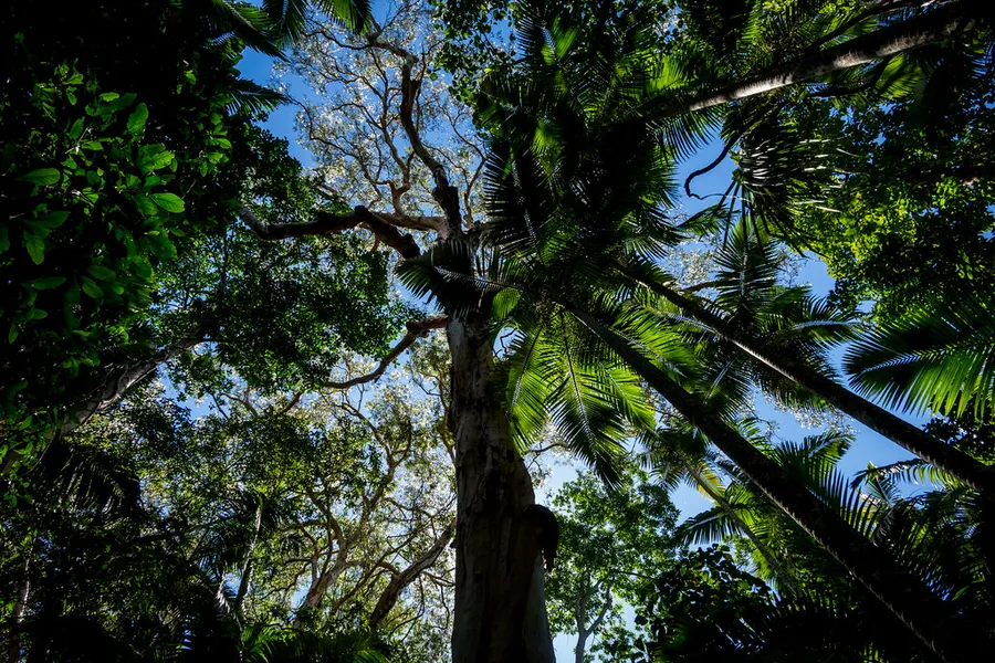 Cairns Botanic Gardens