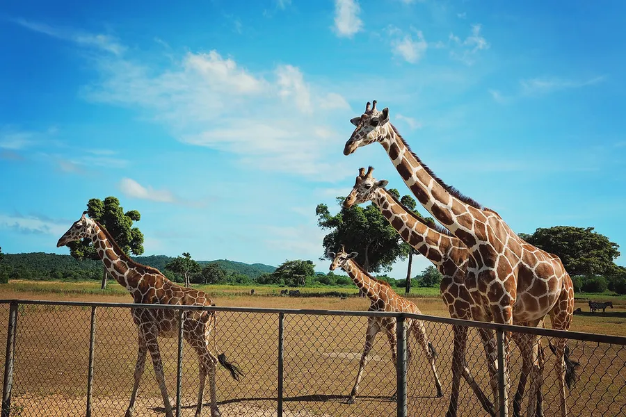 Calauit Safari Park