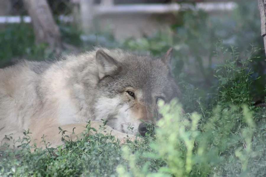 California Wolf Center