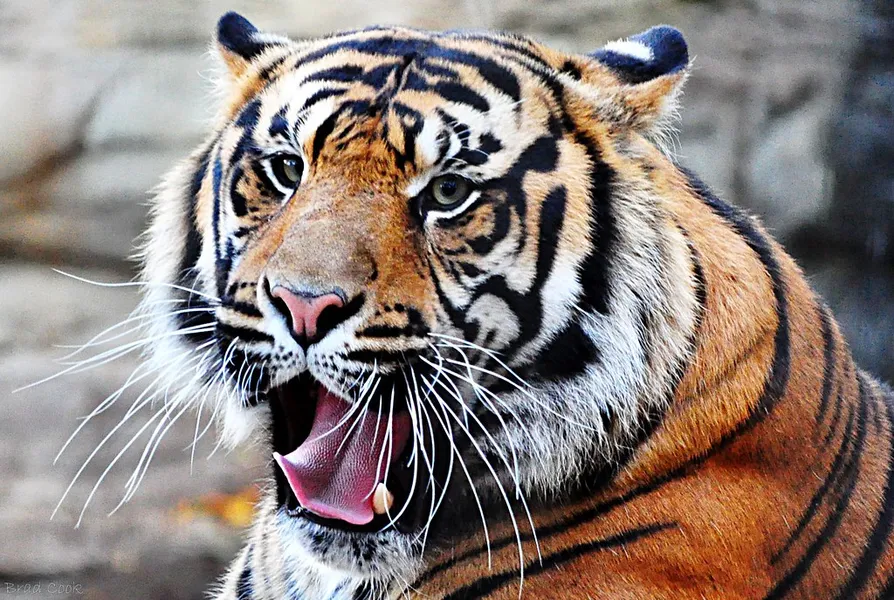 Cameron Park Zoo