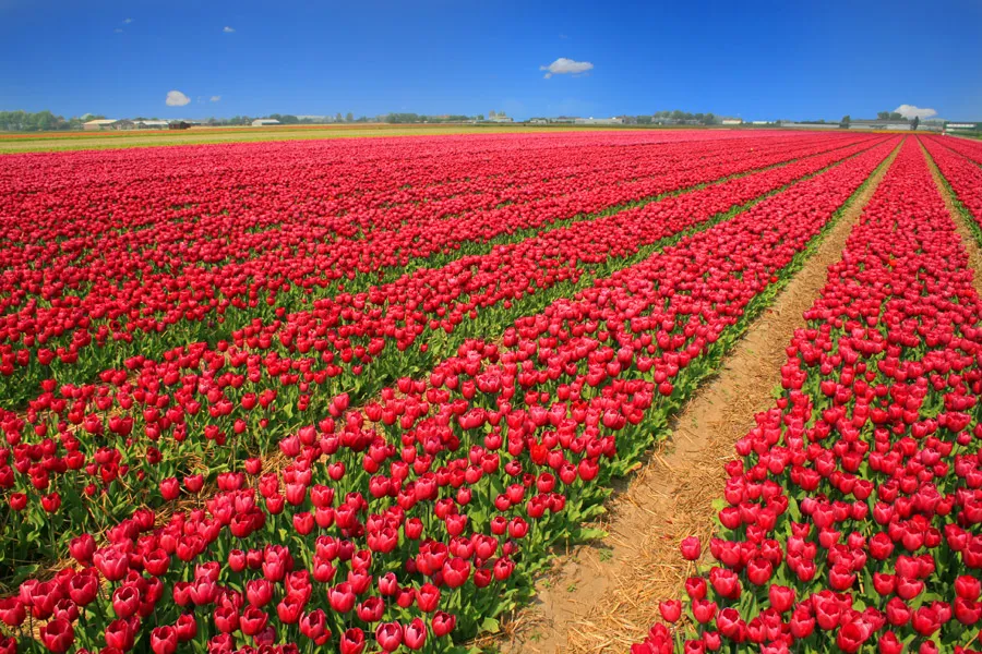 Campo de Tulipanes Trevelin
