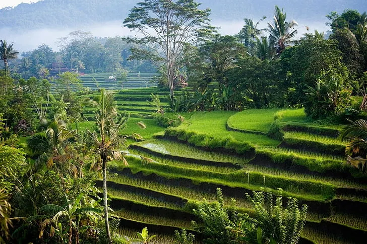 Canggu Rice Fields