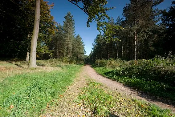 Cannock Chase