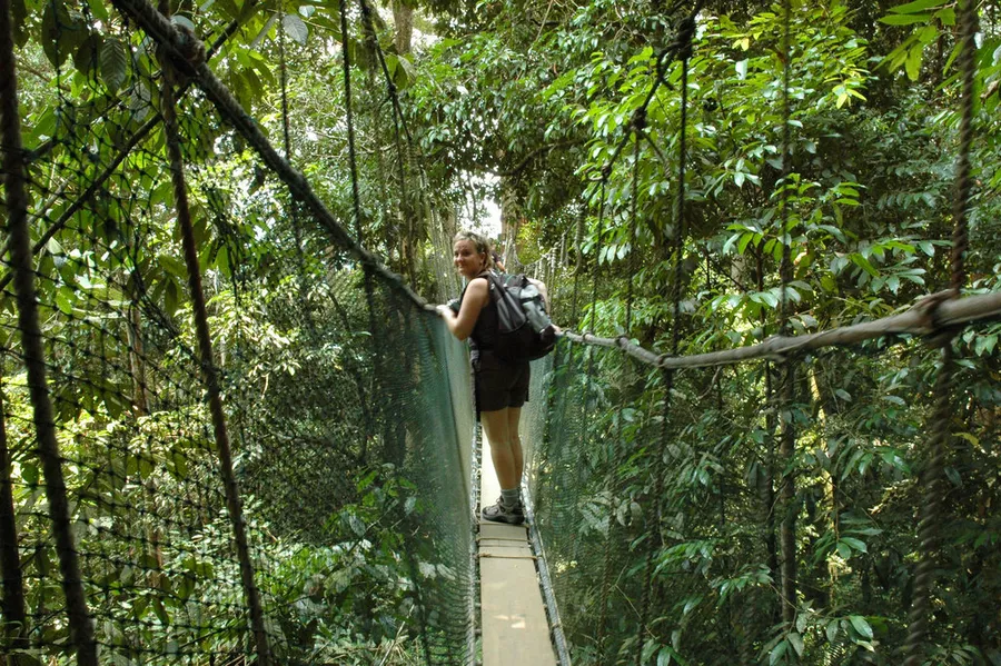 Canopy Walkway