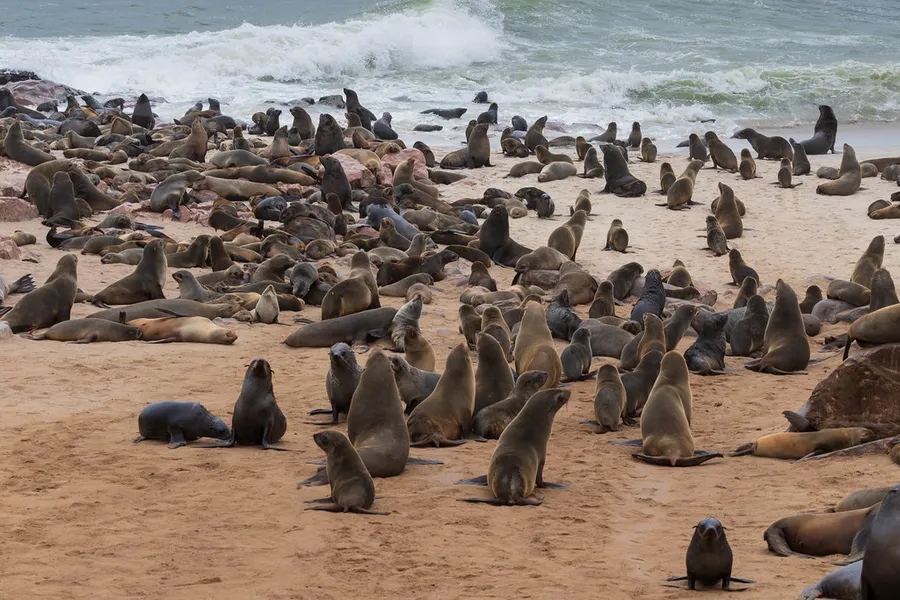 Cape Cross Seal Reserve
