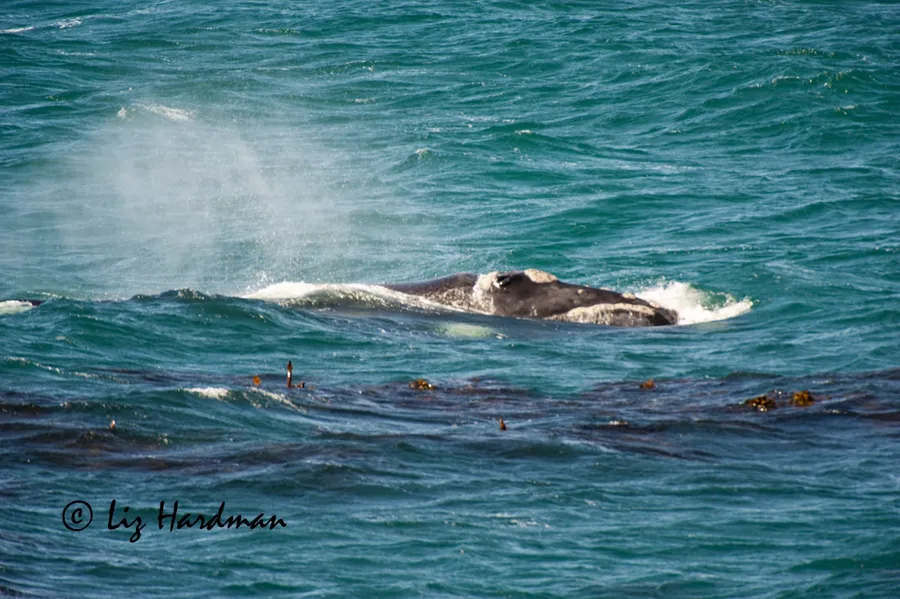 Cape May Whale Watcher