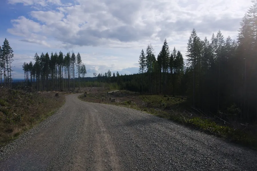 Capitol Forest