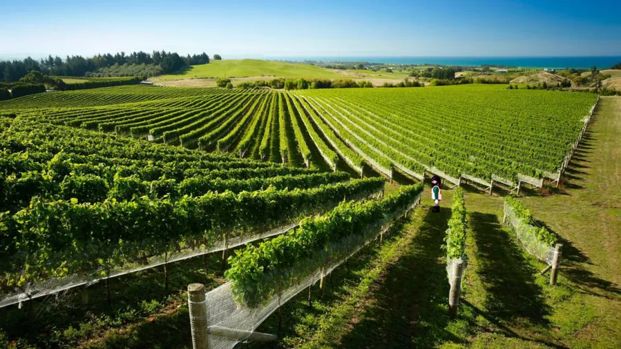 Captain's Walk Winery