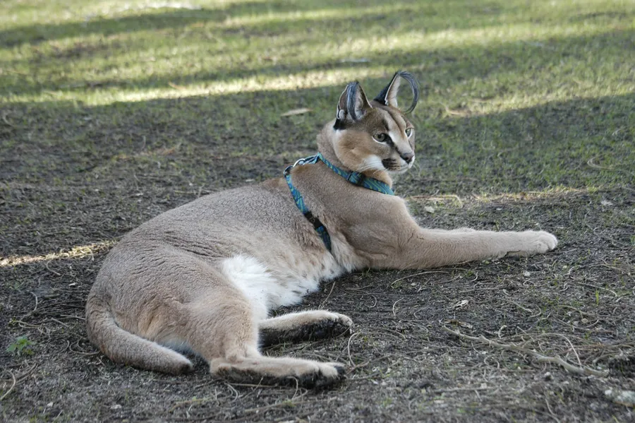 Caracal Biodiversity Center