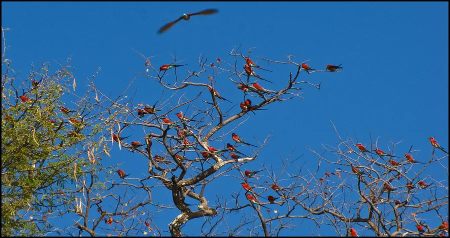 Carmine Bee-eaters