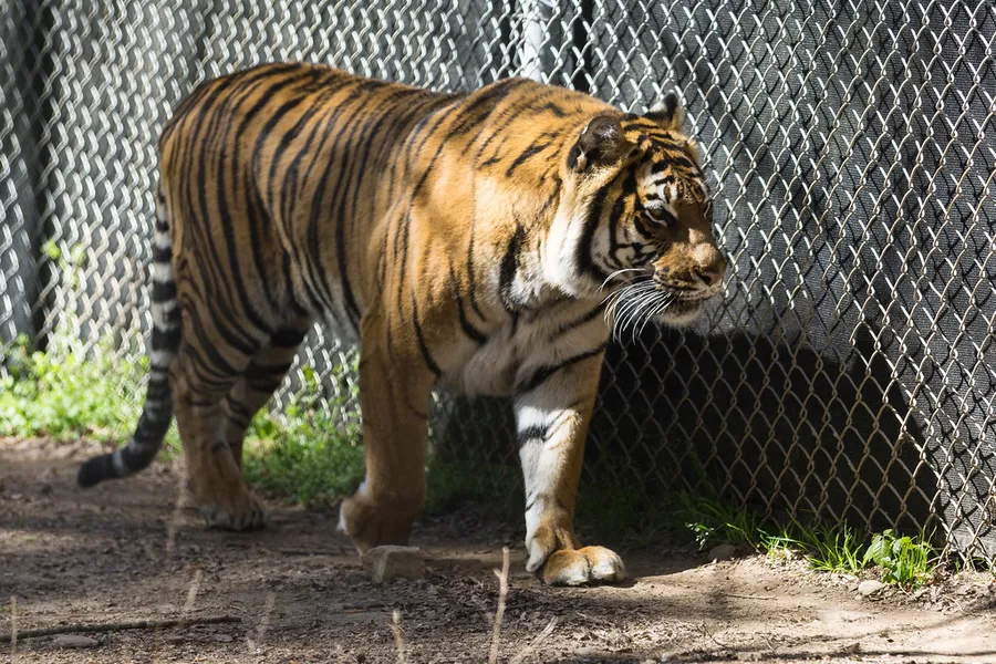 Carolina Tiger Rescue