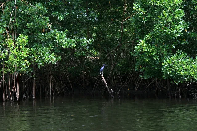 Caroni Bird Sanctuary