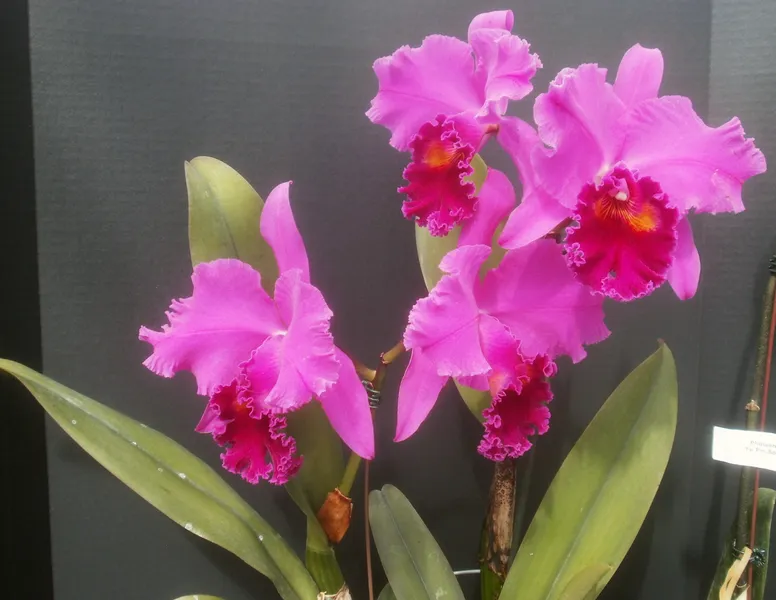 Carter and Holmes Orchids