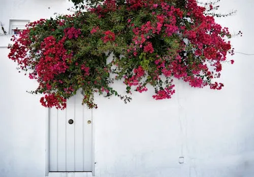 Casa de la Cultura de Firgas