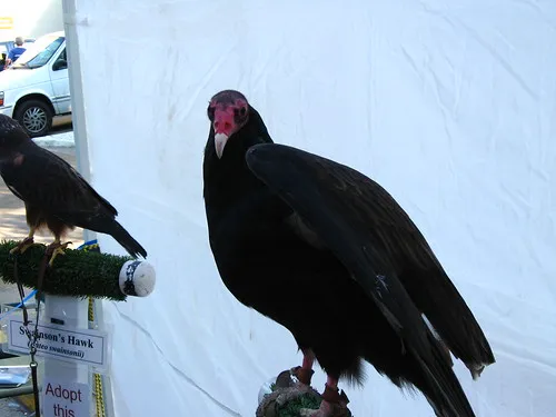 Cascades Raptor Center