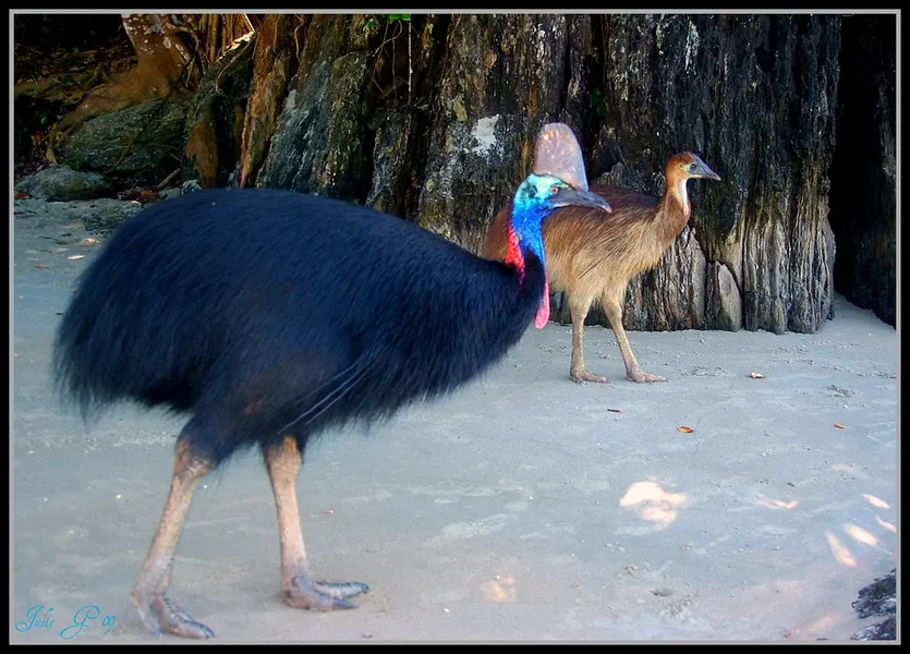 Cassowary Spotting