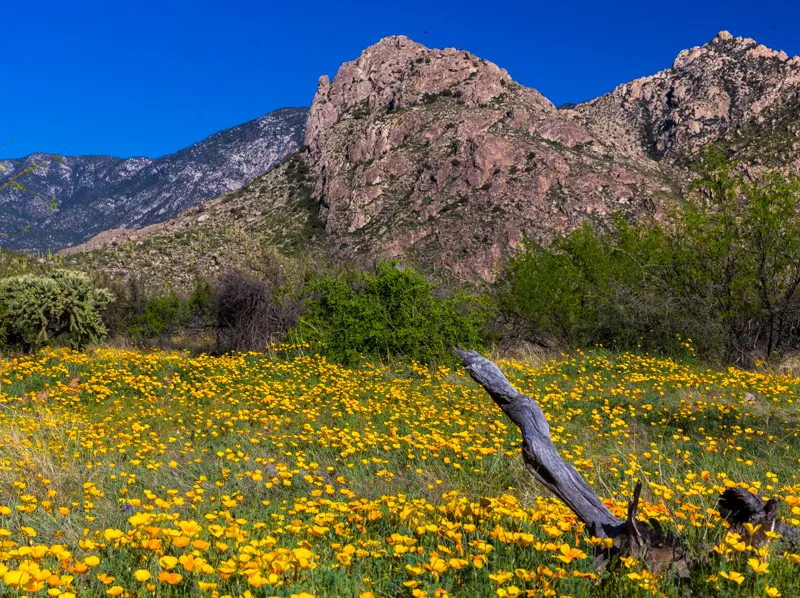 Catalina State Park