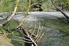 Cathedral Grove (MacMillan Provincial Park)