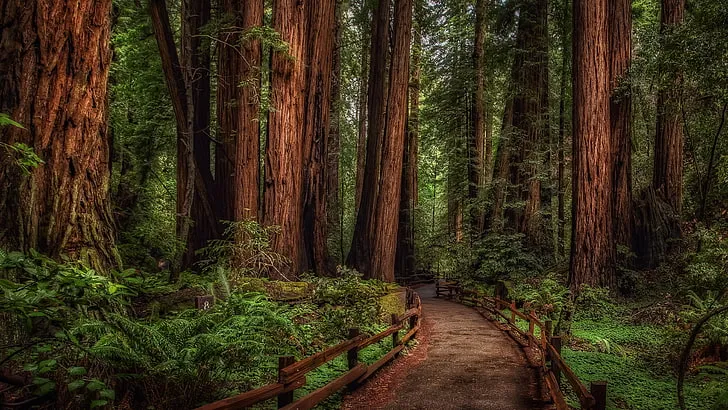 Cathedral Tree Trail