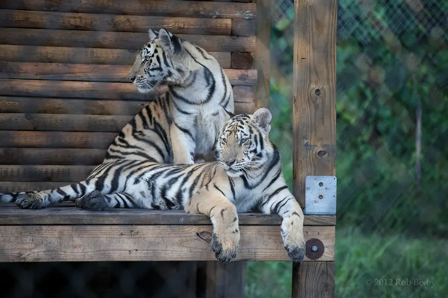Catty Shack Ranch Wildlife Sanctuary