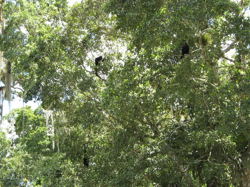 Cave of the Howler Monkeys