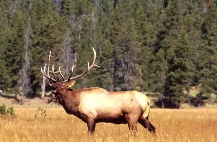 Cecil B. Annen Wildlife Area