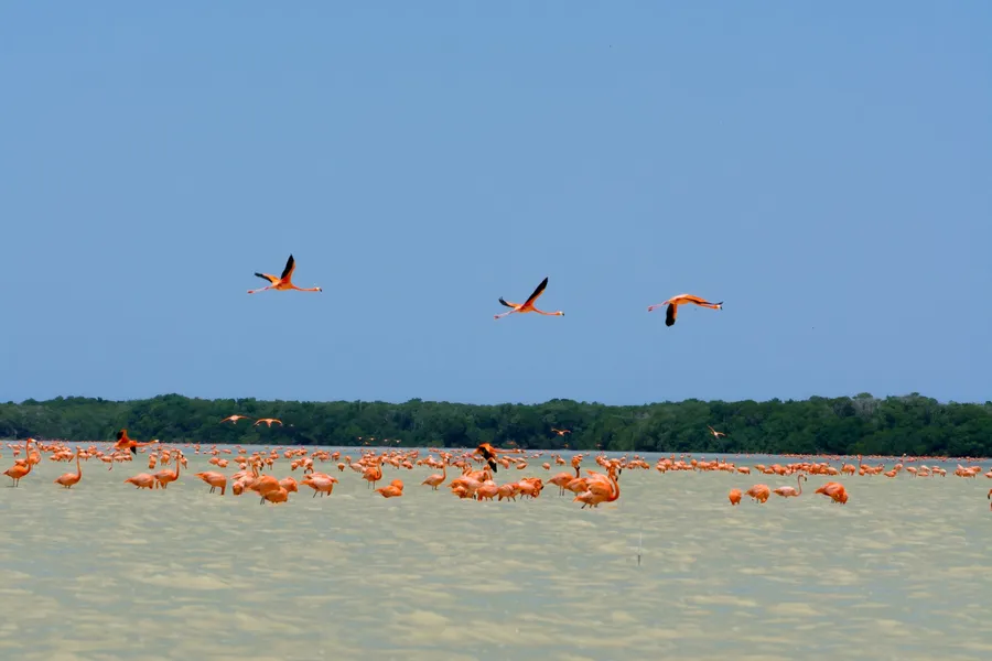 Celestun Biosphere Reserve