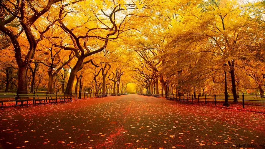 Central Park