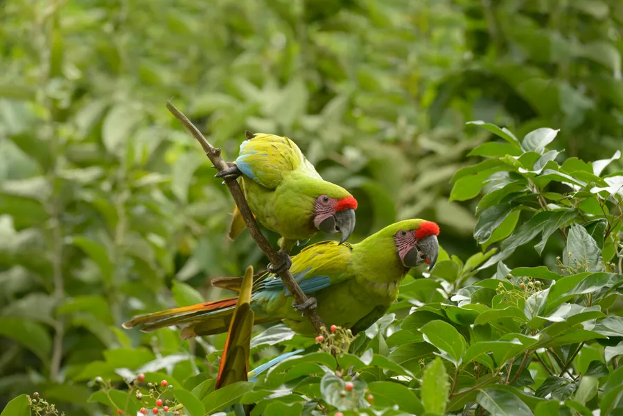 Cerro Blanco Forest
