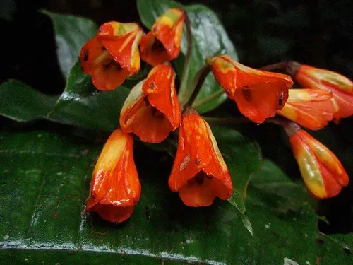 Cerro Punta Flower Gardens