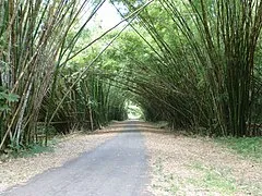 Chaguaramas Boardwalk