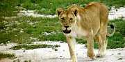 Chaminuka Game Reserve