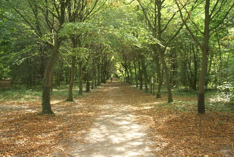 Chantilly Forest