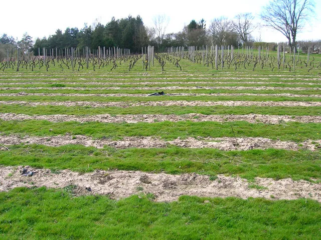 Chapel Down Winery