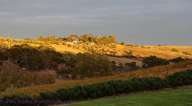 Chapel Hill Winery