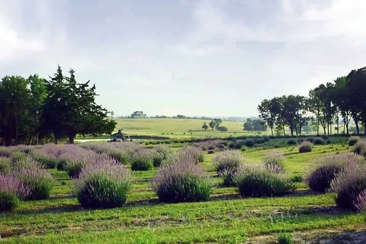 Chappell Hill Lavender Farm