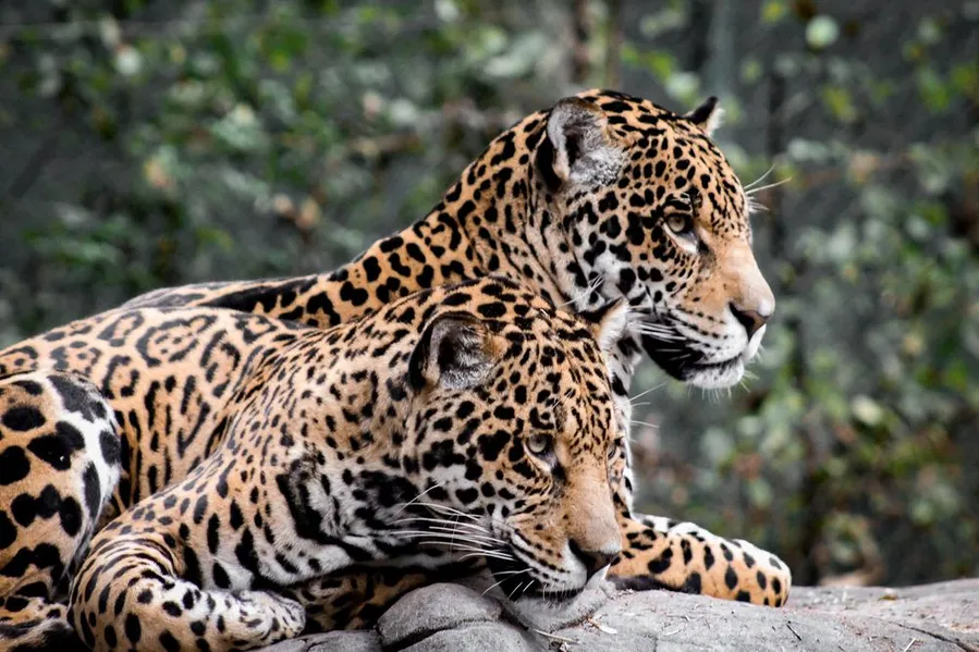 Chattanooga Zoo