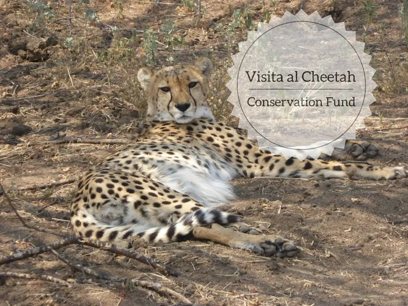 Cheetah Conservation Fund