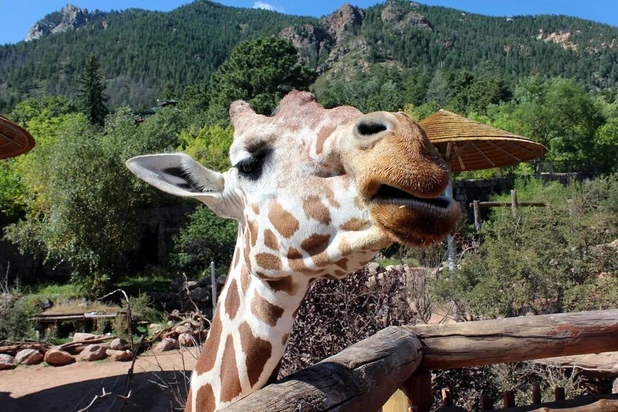 Cheyenne Mountain Zoo