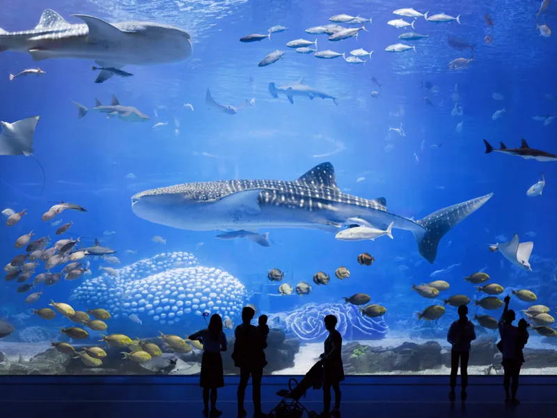 Chimelong Ocean Kingdom